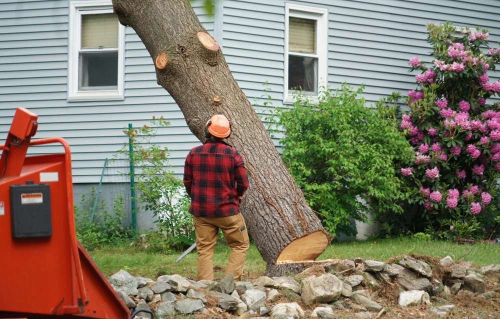 tree removal in irvine